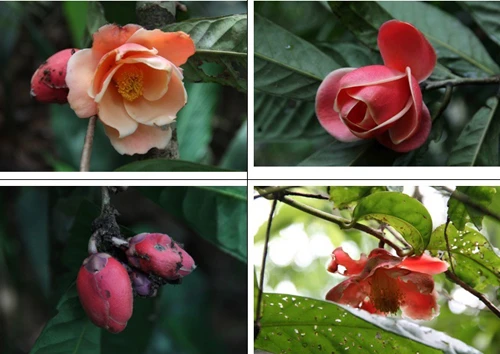 Hình ảnh loài Camellia longii ngoài tự nhiên vùng rừng Cát Lộc 