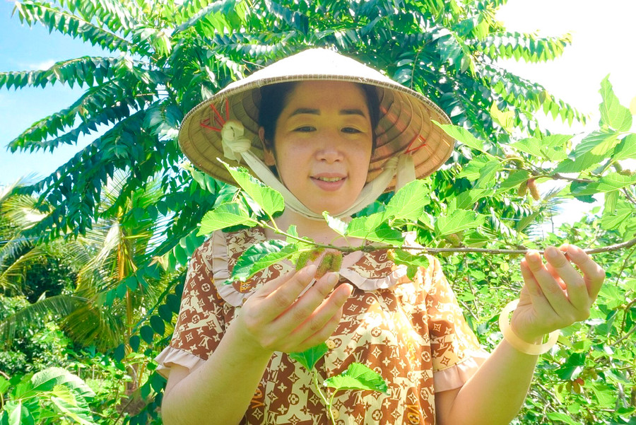 Cây dâu tằm đã giúp gia đình chị Mơ thoát nghèo. Cây dâu tằm đã giúp gia đình chị Mơ thoát nghèo.