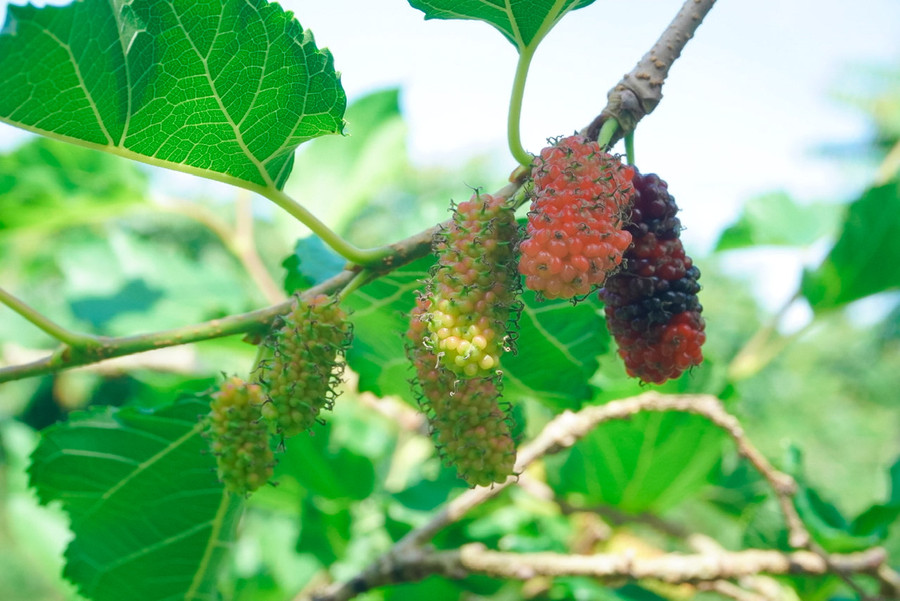 Vườn dâu tằm trên đất Hậu Giang trĩu quả của gia đình chị Mơ. Vườn dâu tằm trên đất Hậu Giang trĩu quả của gia đình chị Mơ.
