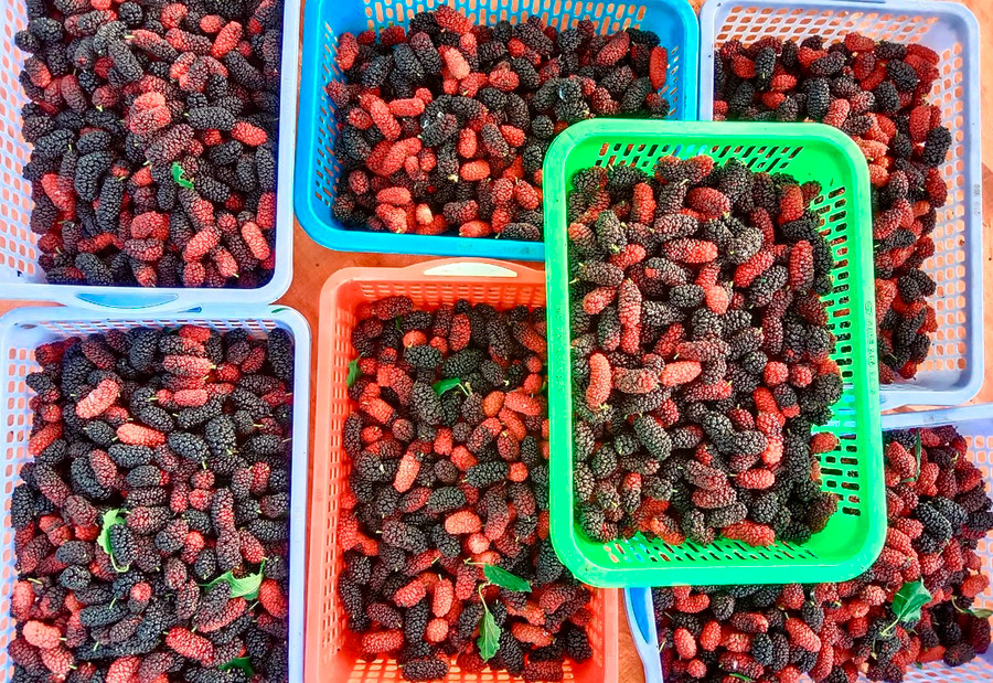 Hơn 700 gốc dâu tằm đã giúp gia đình chị Mơ thu nhập 200 triệu đồng/năm. Hơn 700 gốc dâu tằm đã giúp gia đình chị Mơ thu nhập 200 triệu đồng/năm.