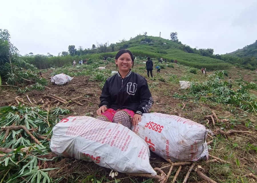 Người dân Mường Lát phấn khởi vì sắn được mùa, giá cao. (Ảnh: NT)