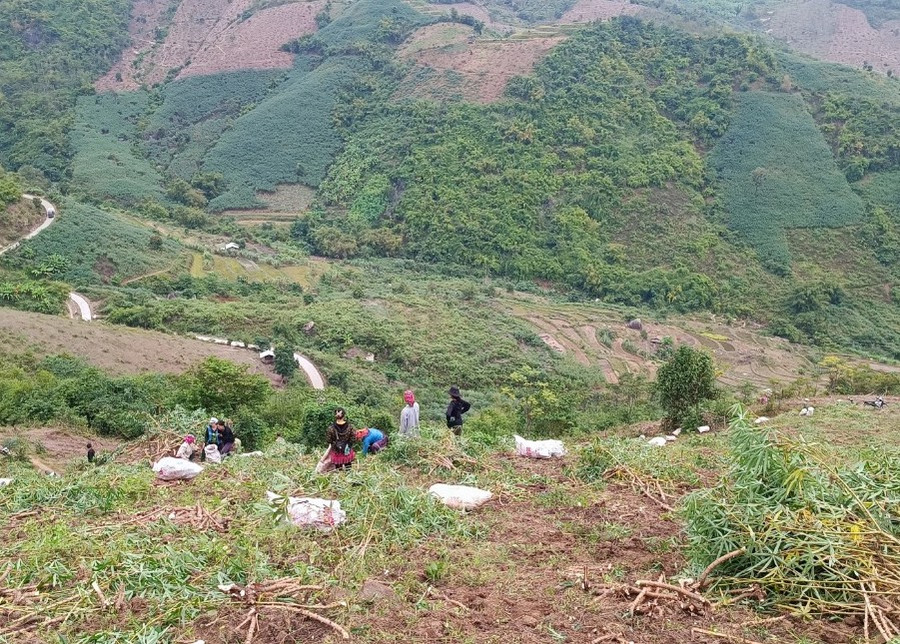 Cây sắn hứa hẹn là một trong những cây giảm nghèo của huyện Mường Lát. (Ảnh: NT)