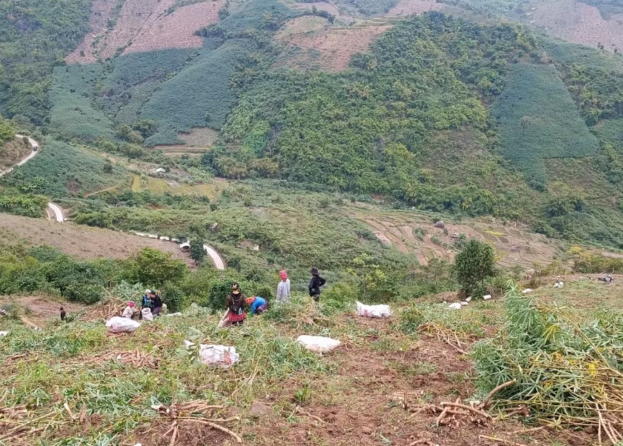 Cây sắn hứa hẹn là một trong những cây giảm nghèo của huyện Mường Lát. (Ảnh: NT)