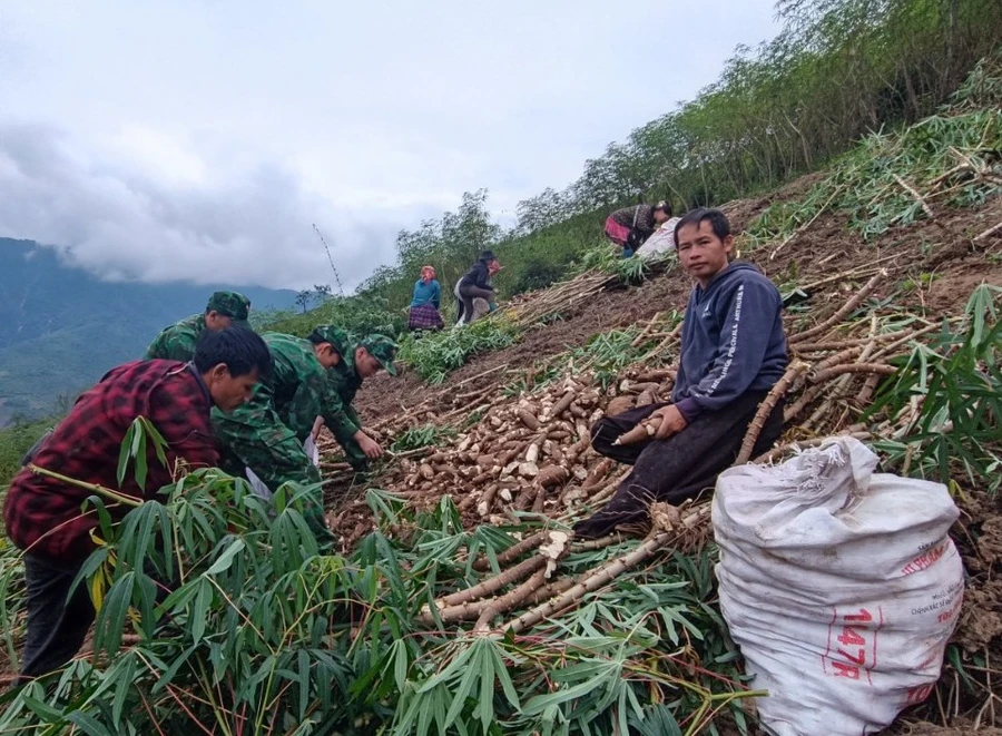 Bà con Mường Lát vào mùa thu hoạch sắn. (Ảnh: NT).