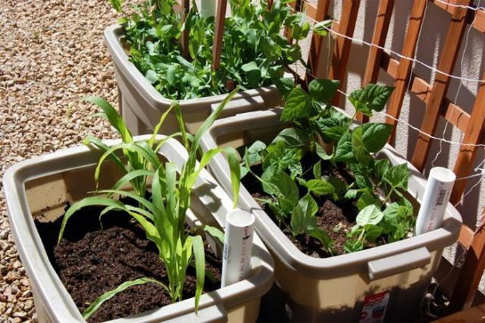 Giải pháp trồng rau xanh trong nhà phố vừa tiện lợi, tiết kiệm lại đảm bảo sạch sẽ ảnh 2 Giải pháp trồng rau xanh trong nhà phố vừa tiện lợi, tiết kiệm lại đảm bảo sạch sẽ ảnh 2