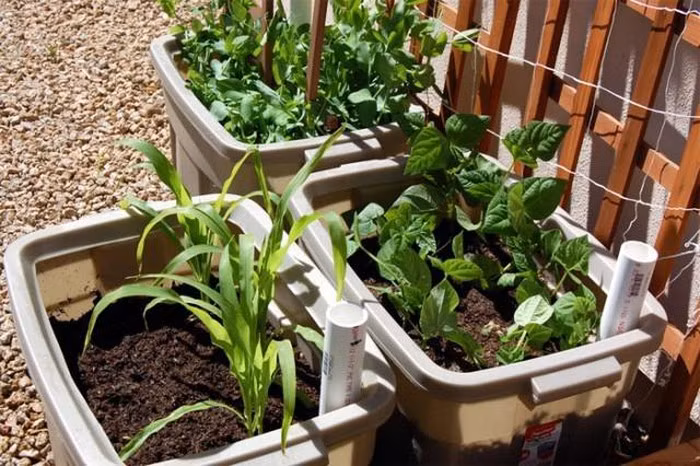 Giải pháp trồng rau xanh trong nhà phố vừa tiện lợi, tiết kiệm lại đảm bảo sạch sẽ ảnh 2