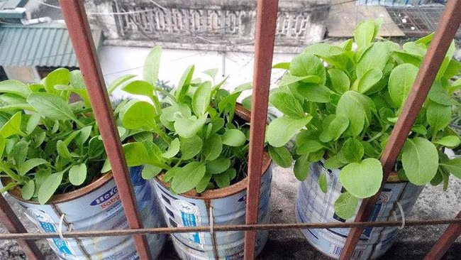 Giải pháp trồng rau xanh trong nhà phố vừa tiện lợi, tiết kiệm lại đảm bảo sạch sẽ