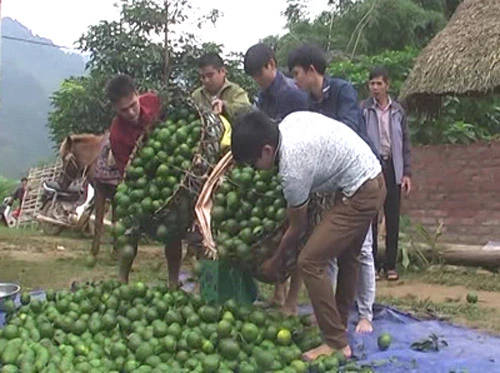 Thu hoạch cam sành. Ảnh minh họa