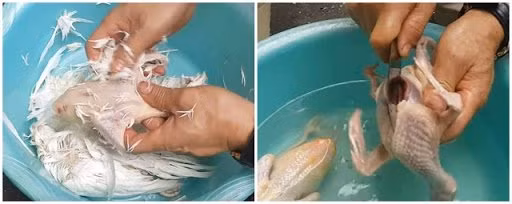 cach nau chao chim bo cau cuc ngon va giau dinh duong - 3