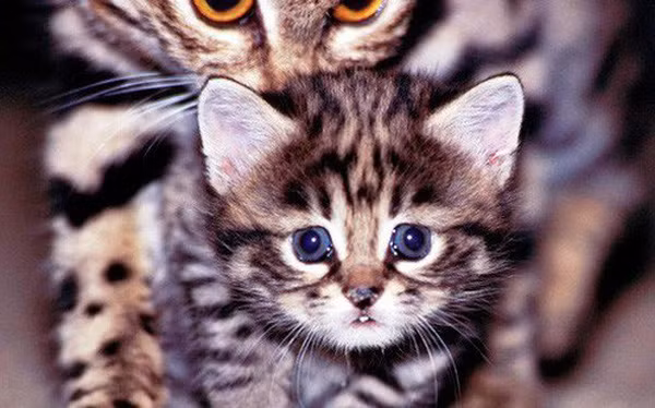 Sở hữu một vẻ ngoài đáng yêu và ngây thơ, nhưng trên thực tế mèo chân đen lại là những tay săn mồi máu lạnh.