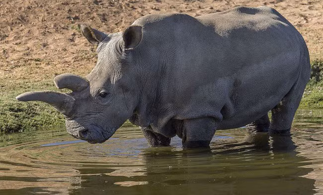 Hình minh họa. (Ảnh: The Verge).