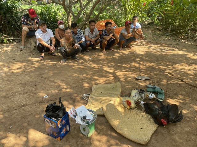 Tụ điểm đá gà tại huyện Tam Bình.