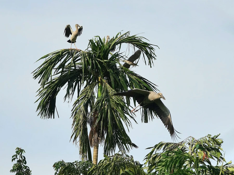 Vườn chim của ông Lê Văn Chìa (ảnh Minh Trung).