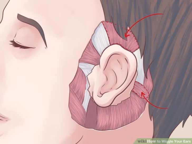 Có thể bạn chưa biết 10 bộ phận kì quặc còn sót lại từ thời cổ trên cơ thể mình ảnh 5