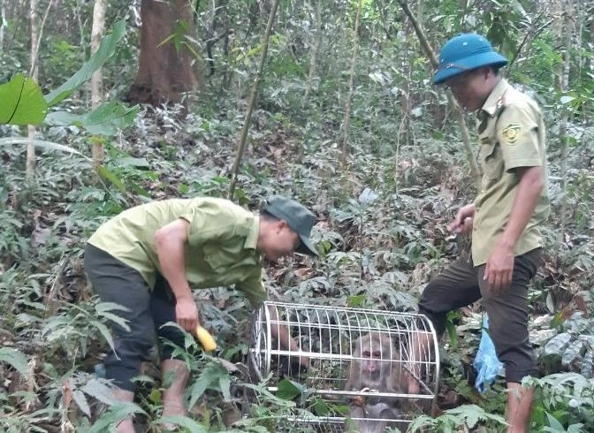 Cá thể khỉ được thả về rừng tự nhiên trước sự chứng kiến của cơ quan chức năng và chính quyền địa phương