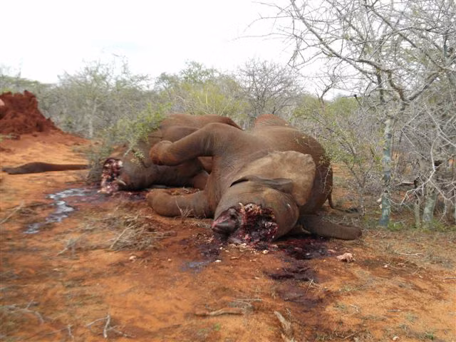 Voi bị sát hại lấy ngà ở Kenya