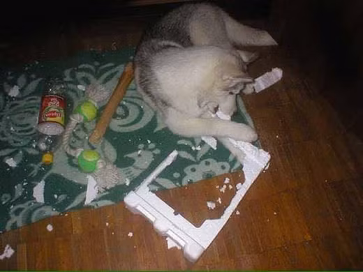 Khi Husky thể hiện “tình thương mến thương” với chủ ảnh 17