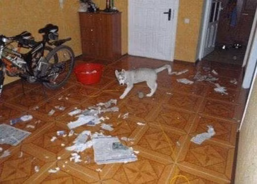 Khi Husky thể hiện “tình thương mến thương” với chủ ảnh 10