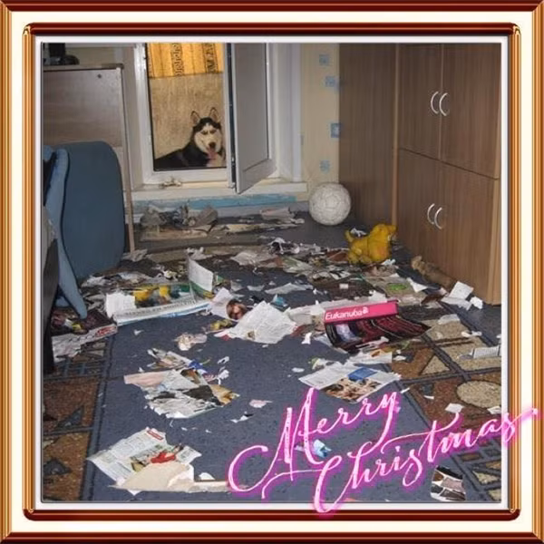 Khi Husky thể hiện “tình thương mến thương” với chủ ảnh 7