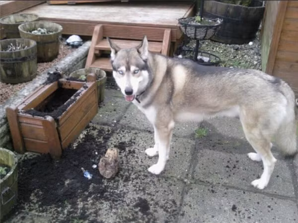 Khi Husky thể hiện “tình thương mến thương” với chủ ảnh 23