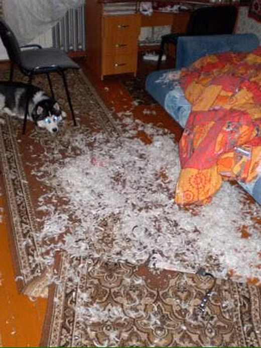 Khi Husky thể hiện “tình thương mến thương” với chủ ảnh 30