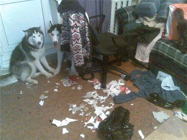 Khi Husky thể hiện “tình thương mến thương” với chủ ảnh 32