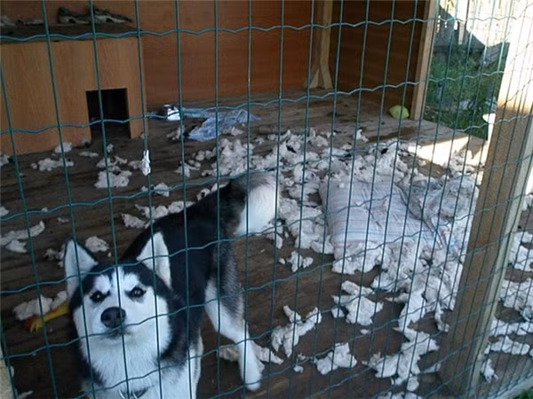 Khi Husky thể hiện “tình thương mến thương” với chủ ảnh 4