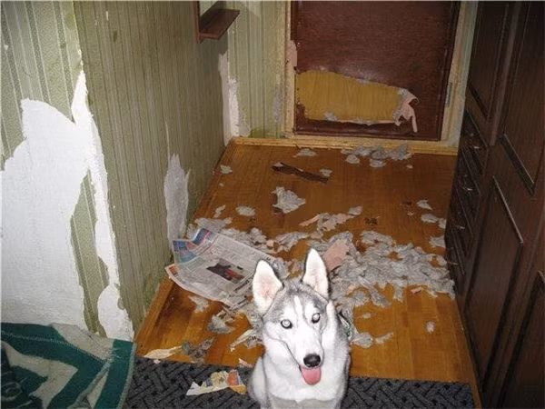 Khi Husky thể hiện “tình thương mến thương” với chủ ảnh 5