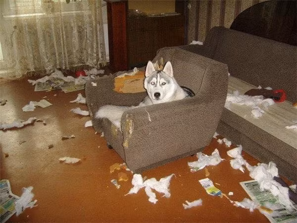 Khi Husky thể hiện “tình thương mến thương” với chủ