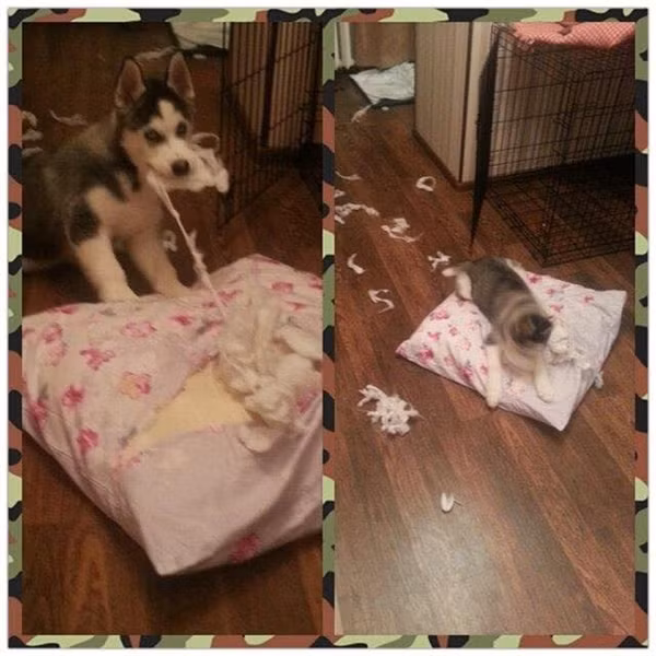 Khi Husky thể hiện “tình thương mến thương” với chủ ảnh 29