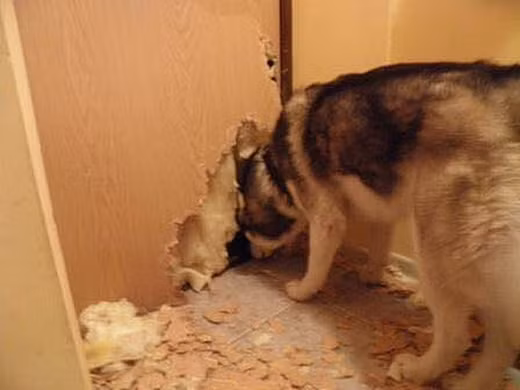 Khi Husky thể hiện “tình thương mến thương” với chủ ảnh 21