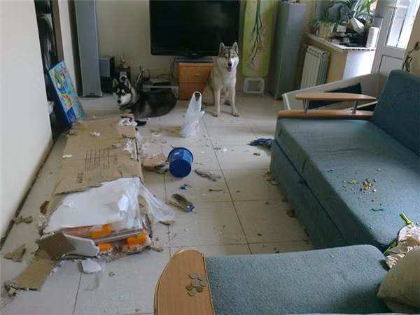 Khi Husky thể hiện “tình thương mến thương” với chủ ảnh 28