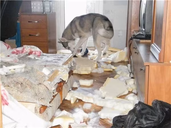 Khi Husky thể hiện “tình thương mến thương” với chủ ảnh 1