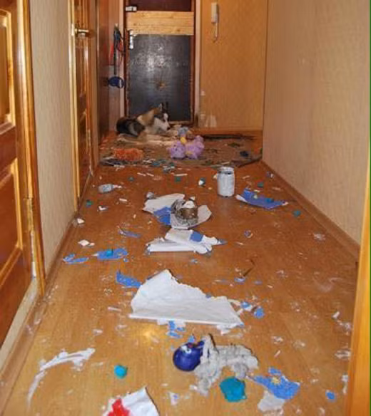 Khi Husky thể hiện “tình thương mến thương” với chủ ảnh 34