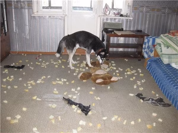 Khi Husky thể hiện “tình thương mến thương” với chủ ảnh 38