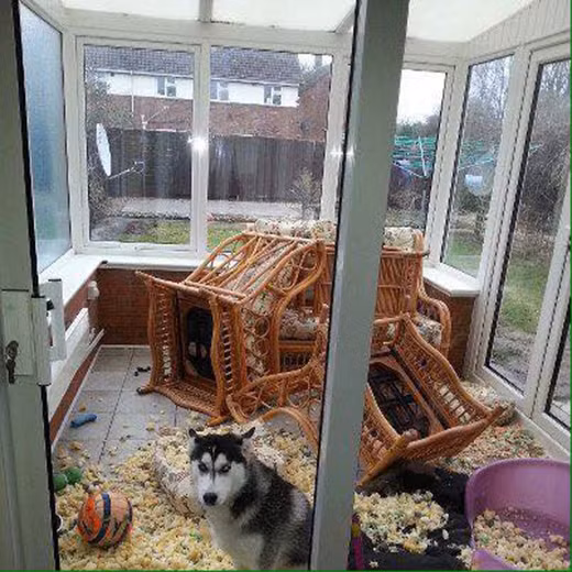 Khi Husky thể hiện “tình thương mến thương” với chủ ảnh 33