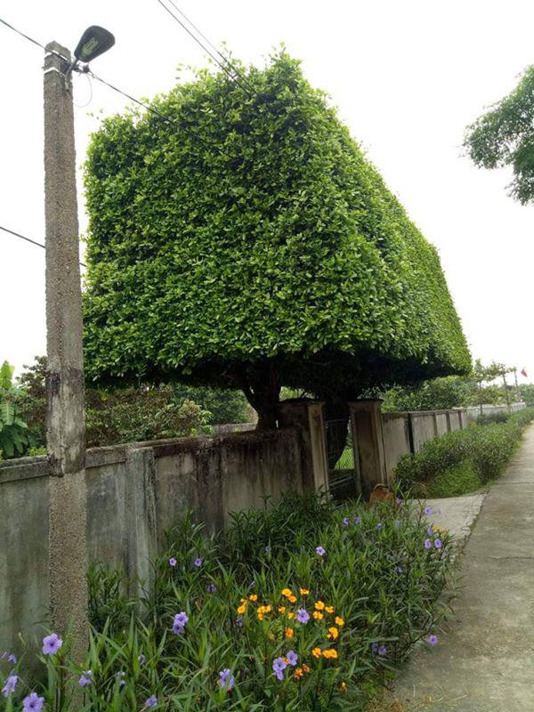 nguoi dan ong nghe an bien 2 cay duoi bo di thanh &#34;cong nha&#34; co gia hon nua ty - 2