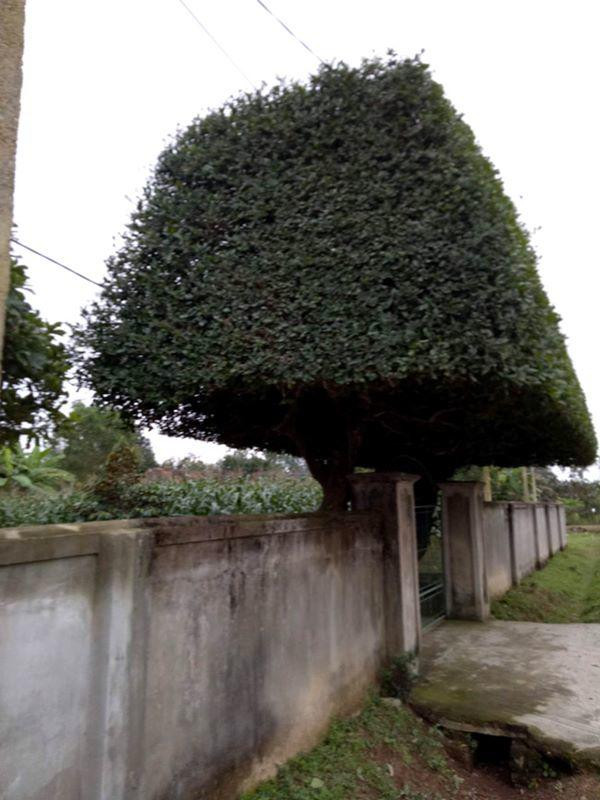 nguoi dan ong nghe an bien 2 cay duoi bo di thanh &#34;cong nha&#34; co gia hon nua ty - 3