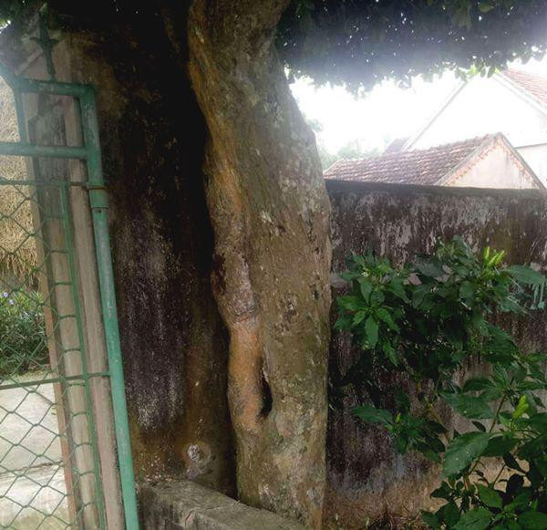 nguoi dan ong nghe an bien 2 cay duoi bo di thanh &#34;cong nha&#34; co gia hon nua ty - 11