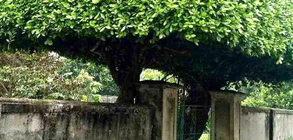 nguoi dan ong nghe an bien 2 cay duoi bo di thanh &#34;cong nha&#34; co gia hon nua ty - 12