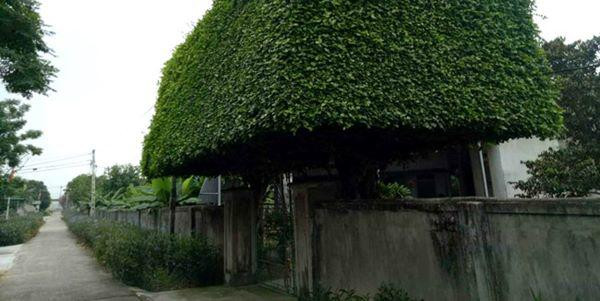 nguoi dan ong nghe an bien 2 cay duoi bo di thanh &#34;cong nha&#34; co gia hon nua ty - 5