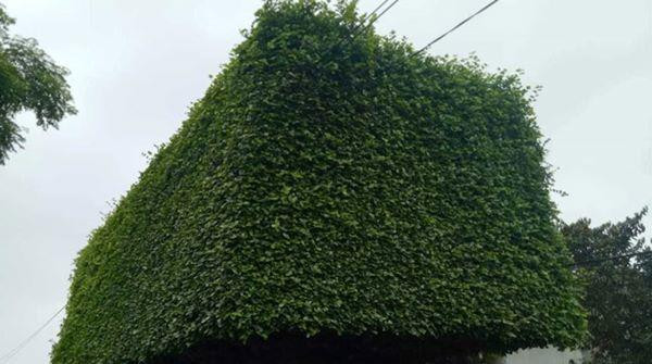 nguoi dan ong nghe an bien 2 cay duoi bo di thanh &#34;cong nha&#34; co gia hon nua ty - 6