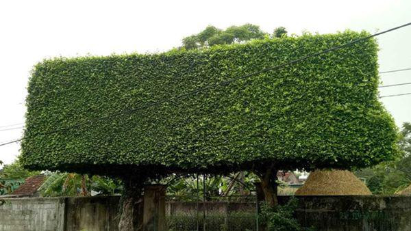 nguoi dan ong nghe an bien 2 cay duoi bo di thanh &#34;cong nha&#34; co gia hon nua ty - 7