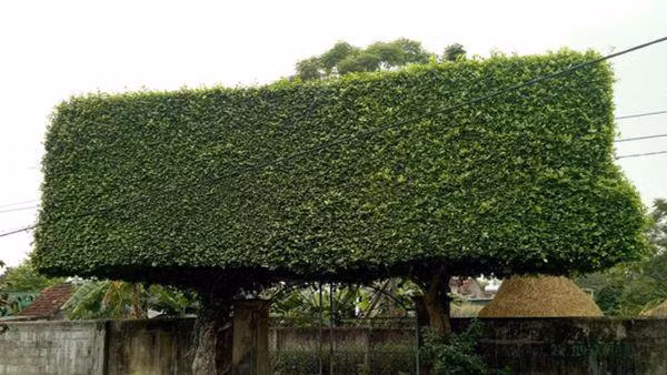 nguoi dan ong nghe an bien 2 cay duoi bo di thanh "cong nha" co gia hon nua ty - 7