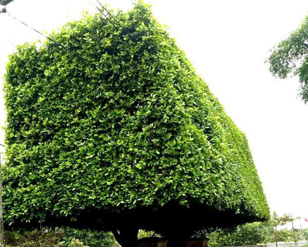 nguoi dan ong nghe an bien 2 cay duoi bo di thanh &#34;cong nha&#34; co gia hon nua ty - 4