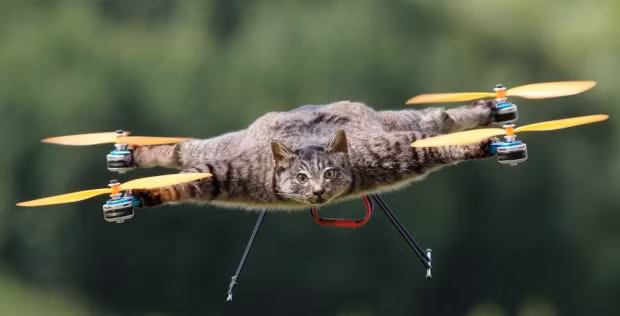 Mèo, bò biến thành... máy bay trực thăng ảnh 5