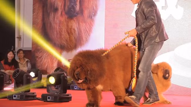 nhin ngoai nhu con su tu, dai gia rut 40 ty mua ve bang duoc hinh anh 9