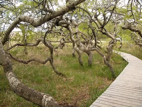 Mỗi năm có khoảng năm nghìn khách du lịch đến thăm quan vườn cây cổ nghiêng vẹo nhưng độc đáo này.