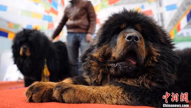 nhin ngoai nhu con su tu, dai gia rut 40 ty mua ve bang duoc hinh anh 10