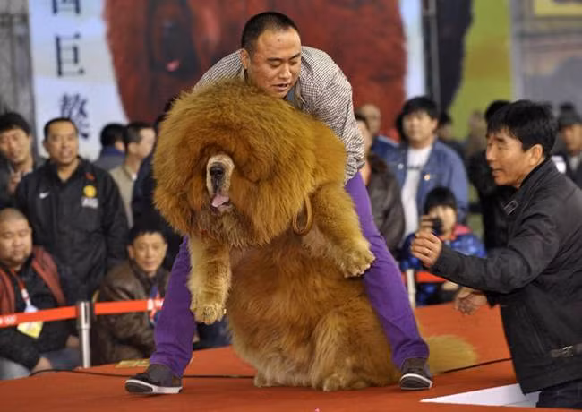 nhin ngoai nhu con su tu, dai gia rut 40 ty mua ve bang duoc hinh anh 8